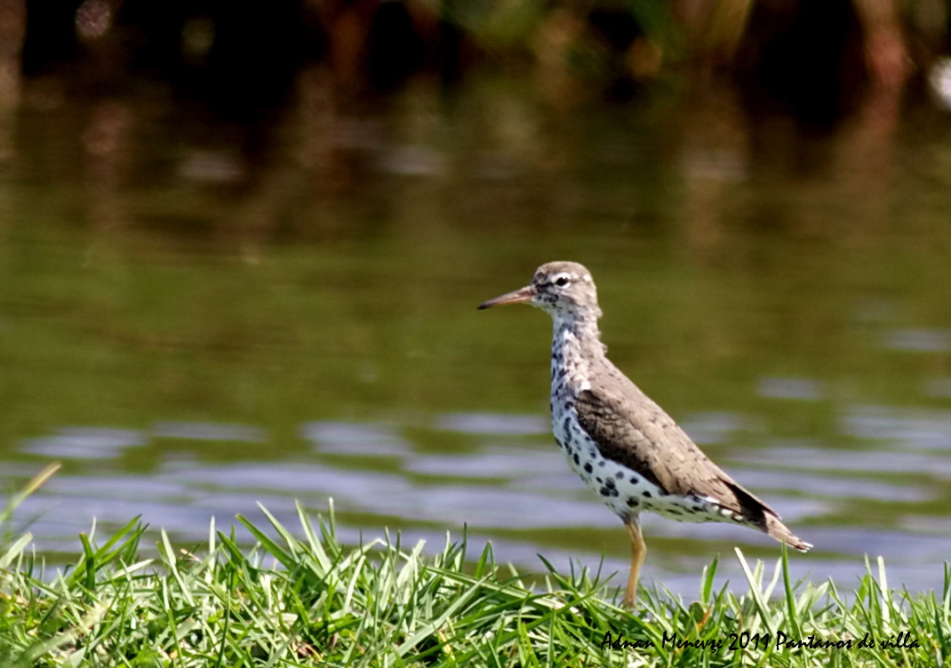 Spotted Sandpiper
